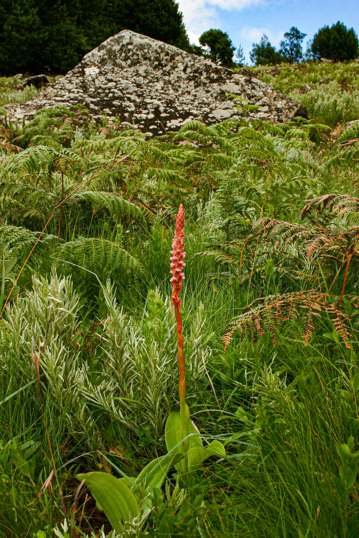 Image de Satyrium neglectum Schltr.