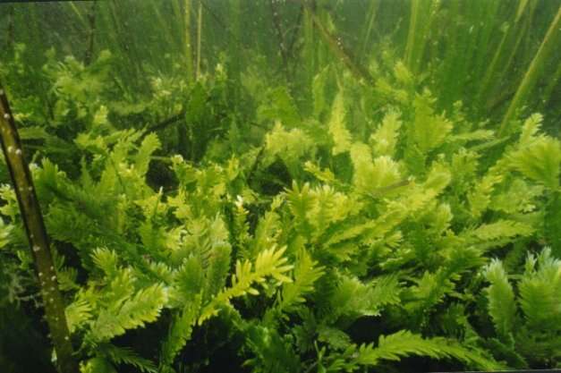 Image of killer alga