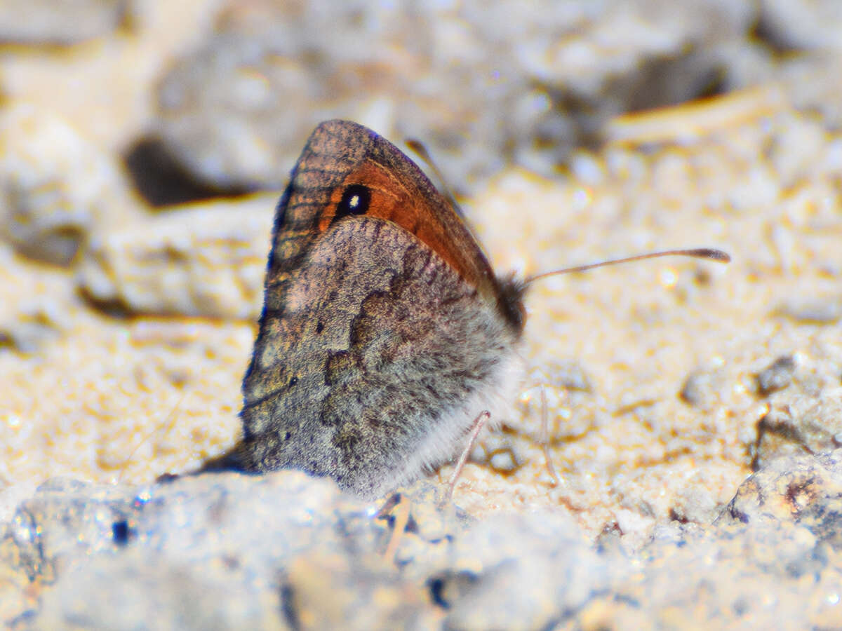 Image of Common Brassy Ringlet