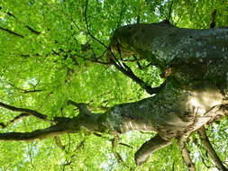 Image of European beech