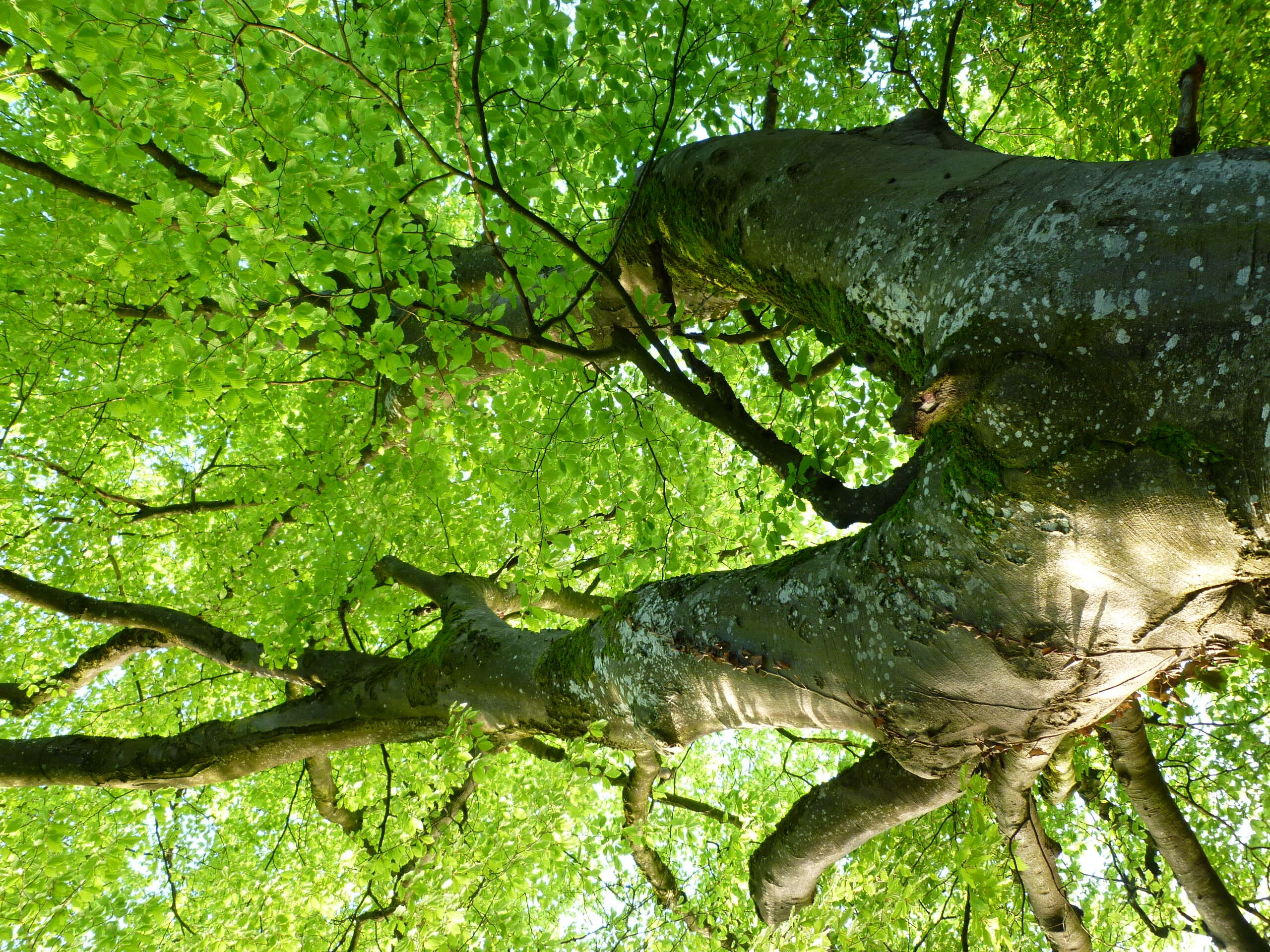 Image of European beech