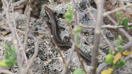 Image of Mottled Snake-eyed Skink