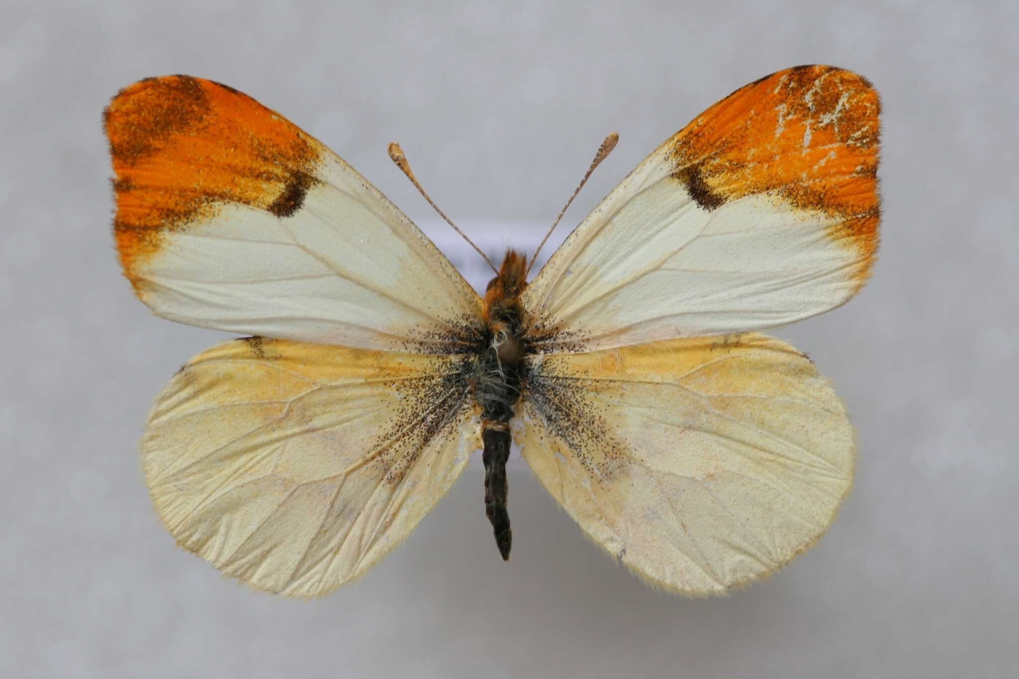 Image of Moroccan Orange Tip