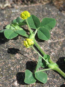 Image of black medick