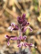 Image of Mt. Diablo jewelflower