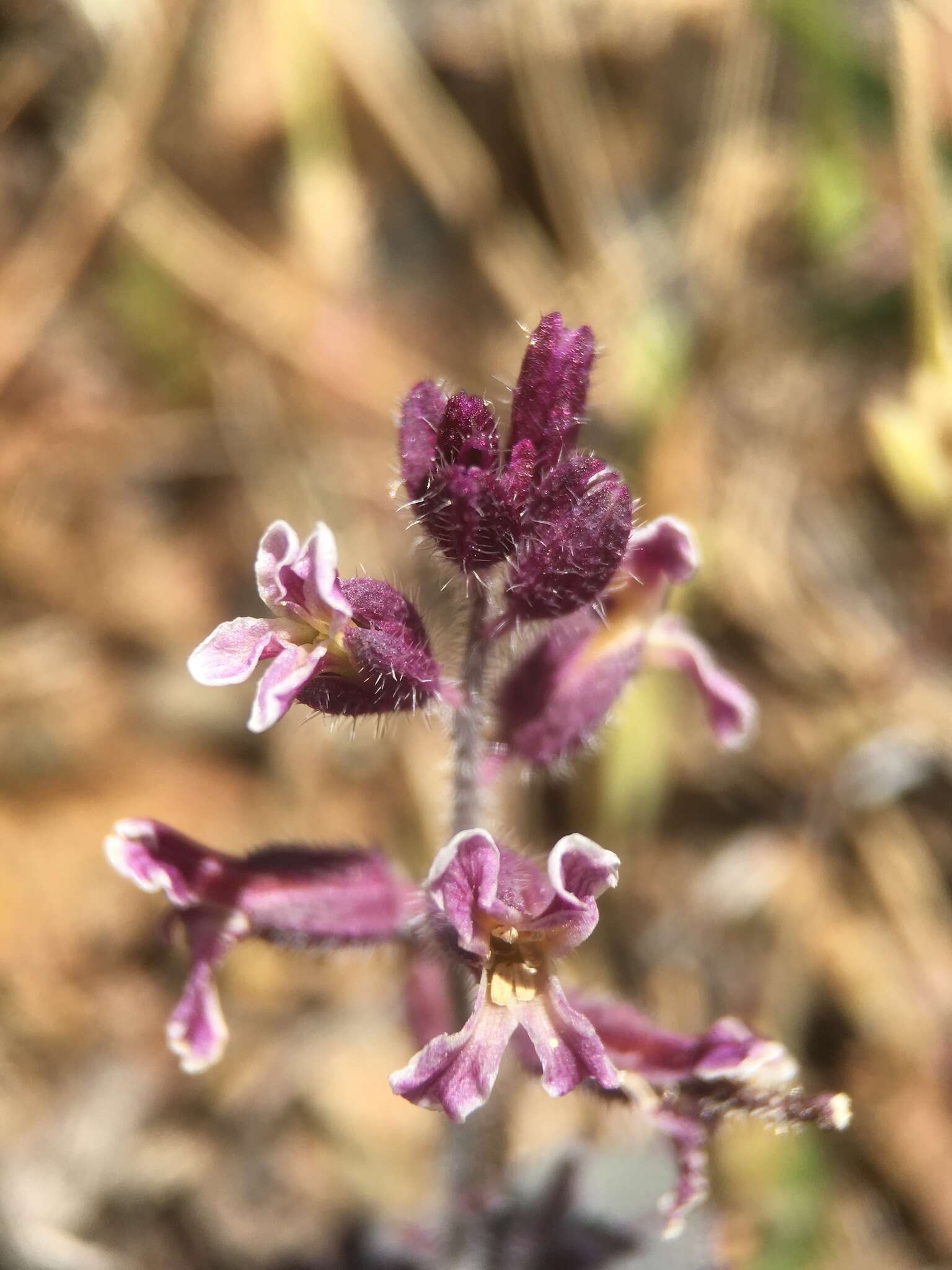 Image of Mt. Diablo jewelflower