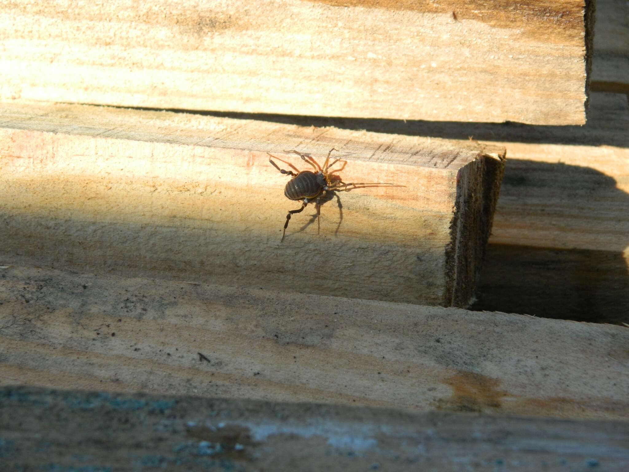 Image de Acanthopachylus aculeatus (Kirby 1819)