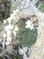 Image of Saxifraga diapensioides Bellardi