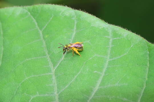 Image of Augochlora aurifera Cockerell 1897