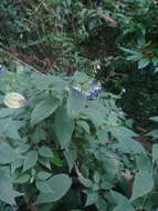 Imagem de Salvia plurispicata Epling