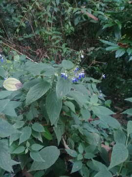 Image of Salvia plurispicata Epling