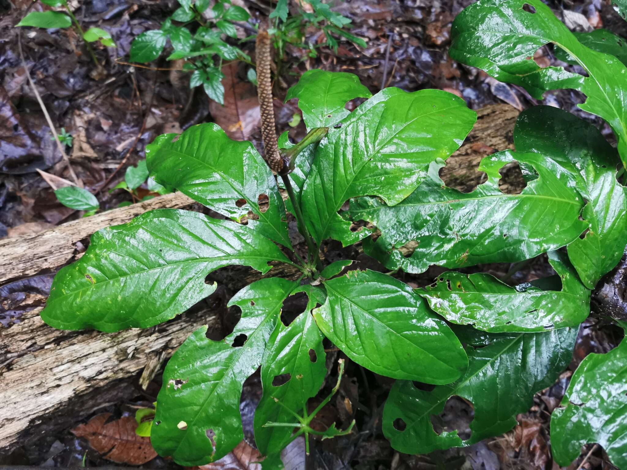 Image of Anthurium croatii Madison