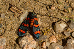 Image of Fire Grid Burnet