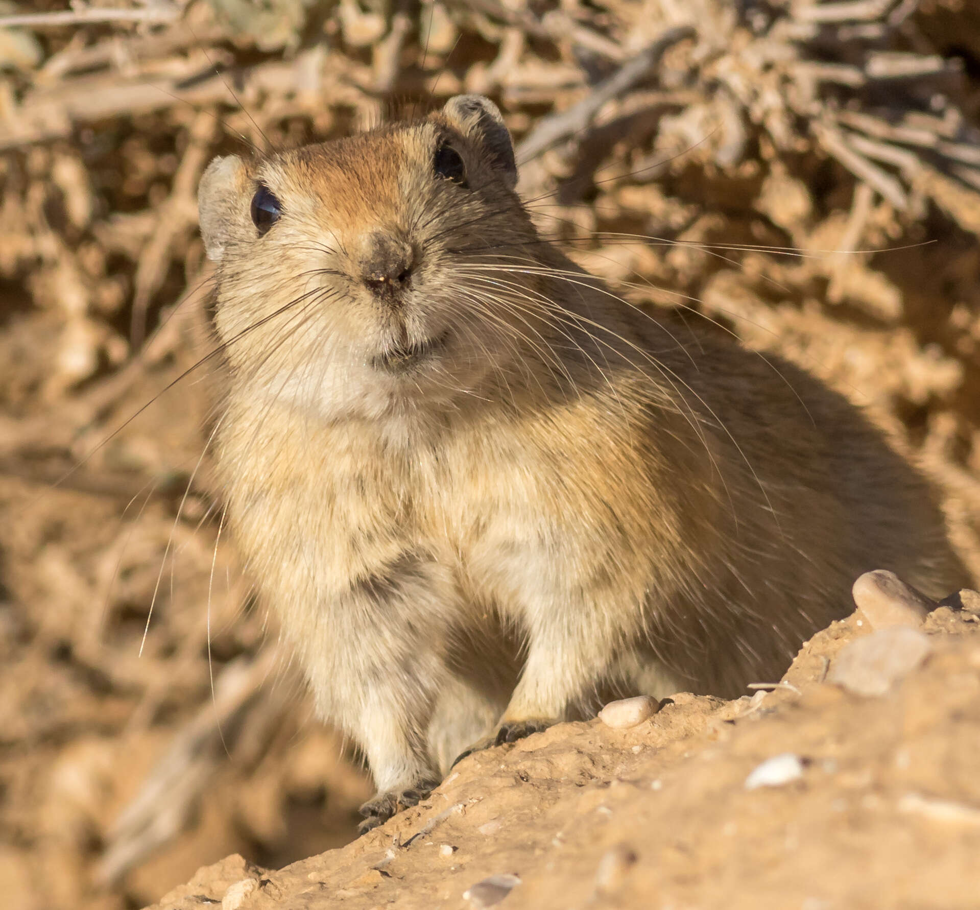 Image of Fat Sand Rat