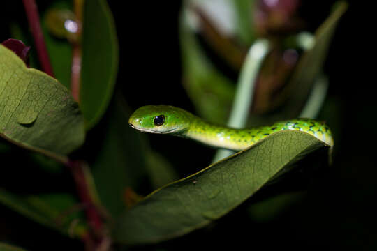 Image of Western Green Snake