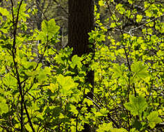 Image of Black Currant