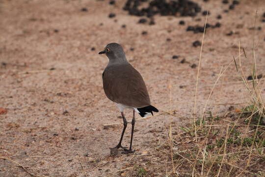 Image of Black-winged Lapwing