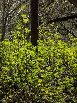 Image of Black Currant