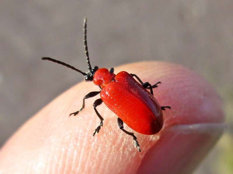 Image of Scarlet lily beetle