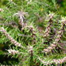 Image of ribbed hakea