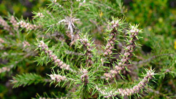 Image of Hakea costata Meissn.