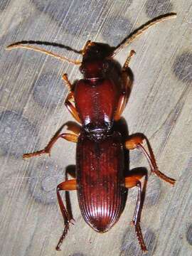 Image of Stenomorphus californicus (Ménétriés 1843)