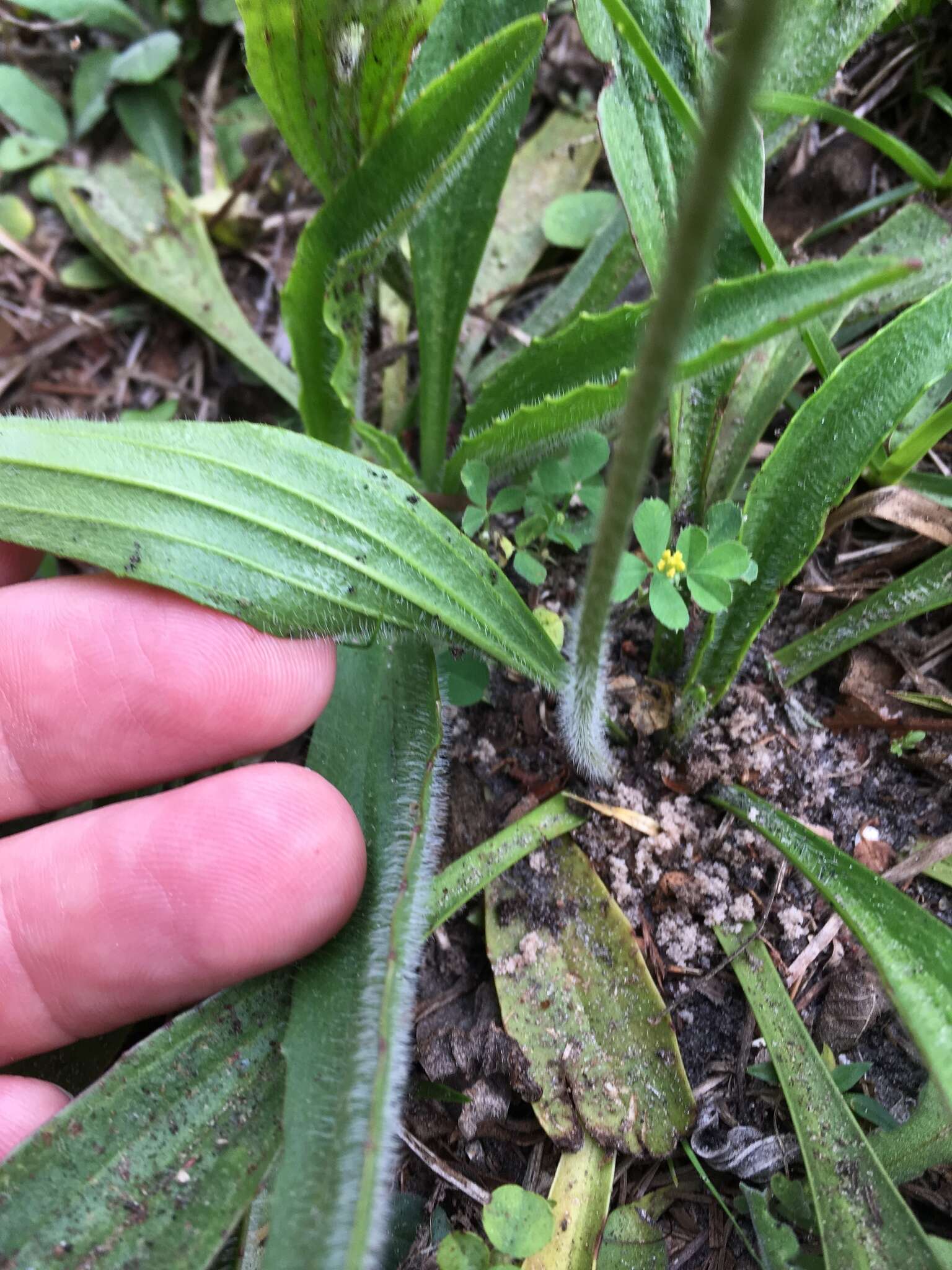 صورة Plantago sparsiflora Michx.