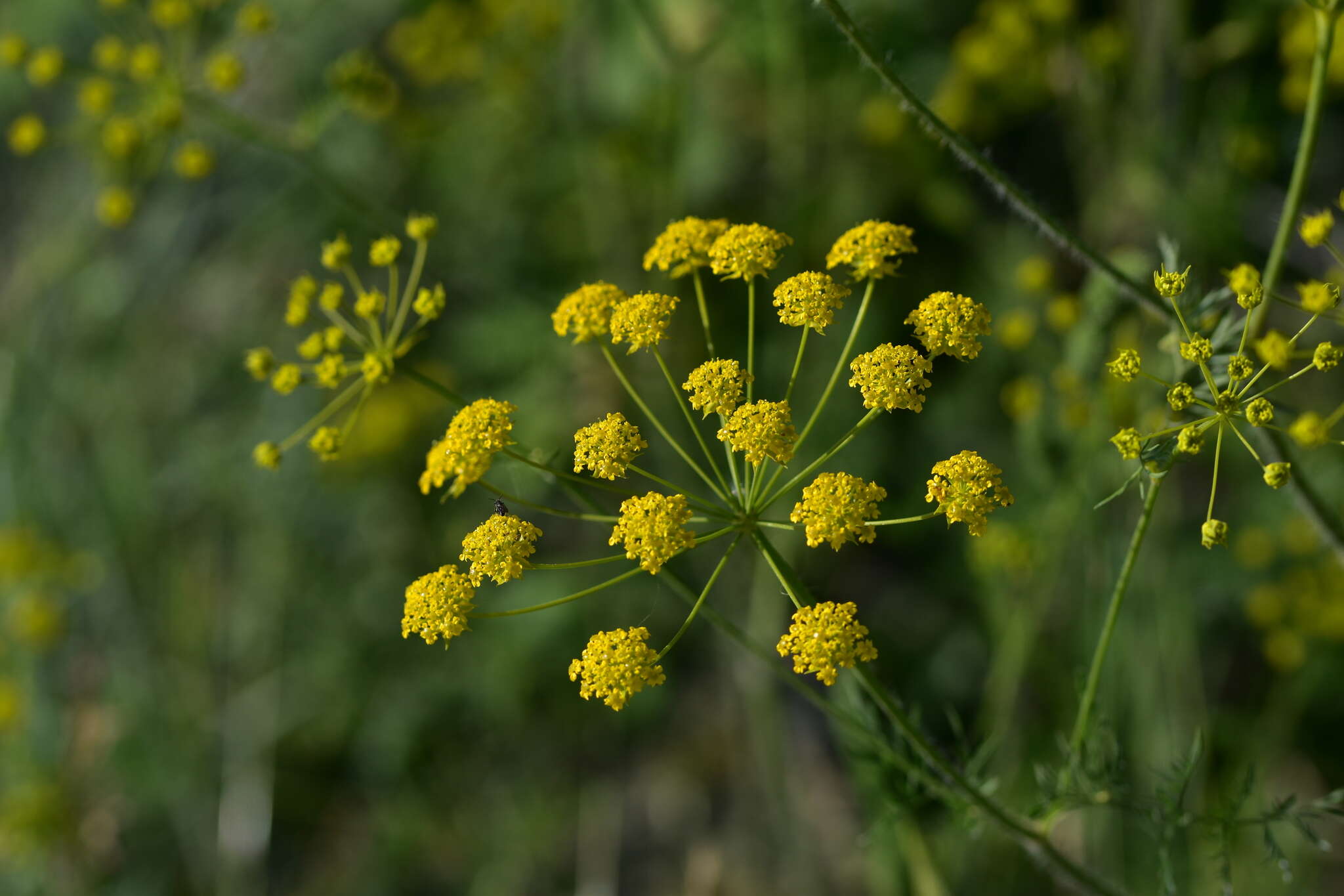 صورة Chaerophyllum coloratum L.