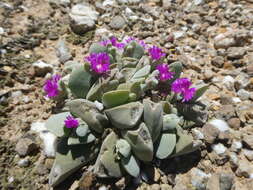 Image of Gibbaeum hartmannianum Thiede & Niesler