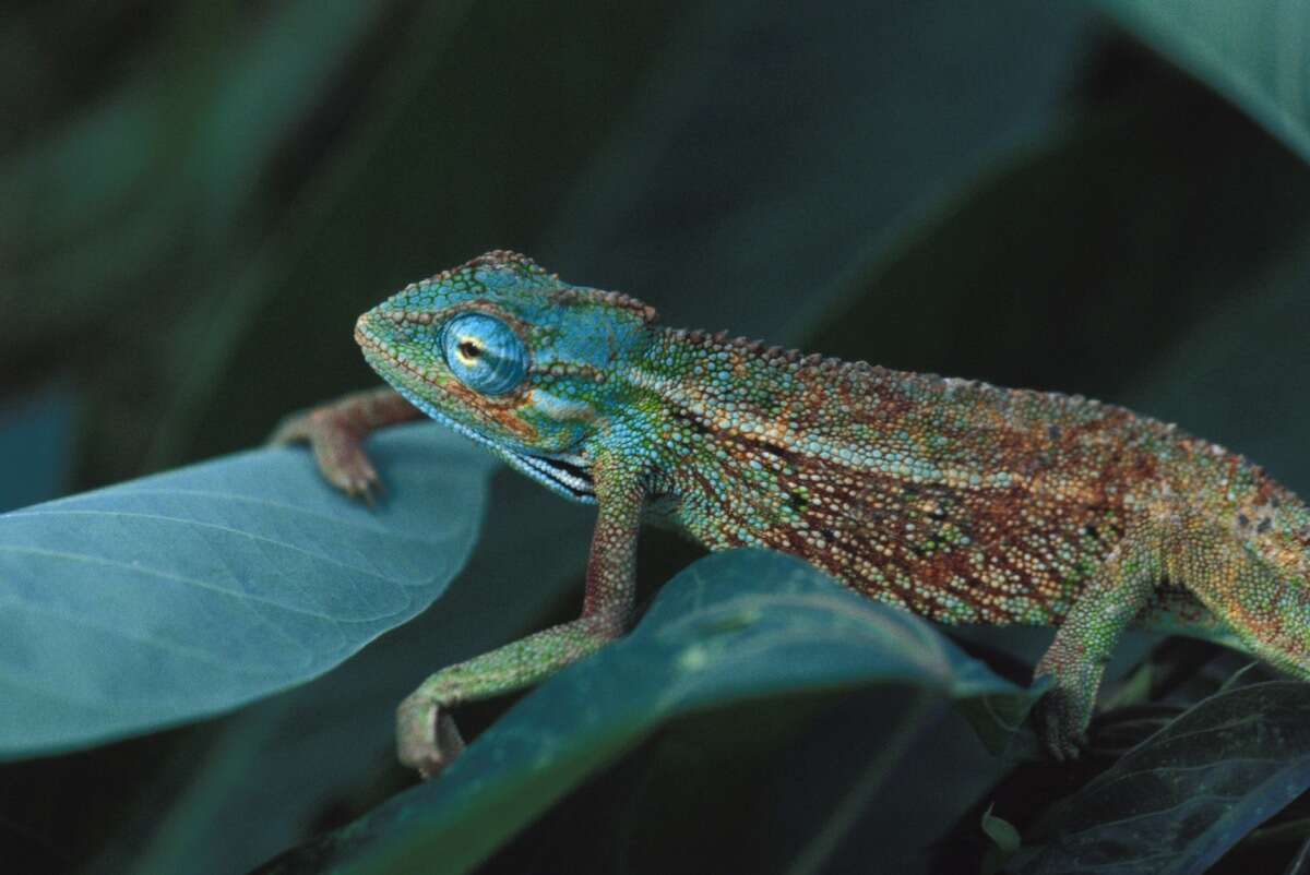 Plancia ëd Trioceros ellioti (Günther 1895)