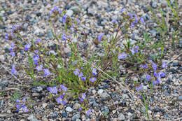 Image de Polemonium pulcherrimum subsp. pulcherrimum