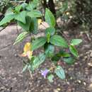 Sivun Abelia macrotera var. parvifolia kuva