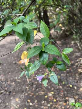 Abelia macrotera var. parvifolia resmi