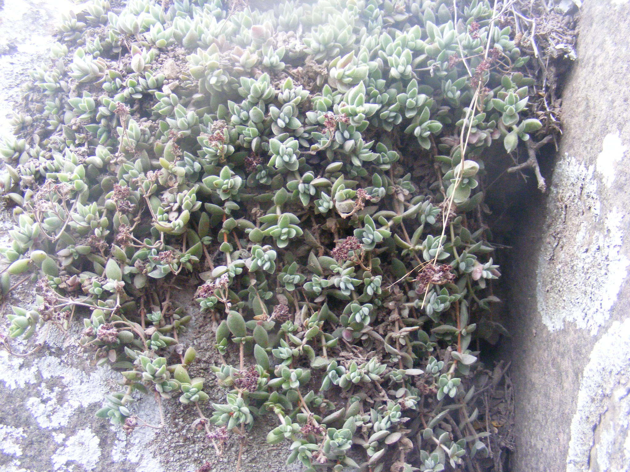 Image of Crassula lanuginosa var. pachystemon (Schönl. & Bak. fil.) Tölken