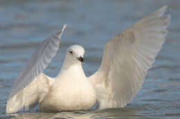 Image of Iceland Gull