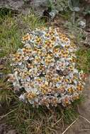 Imagem de Helichrysum lineatum Bolus