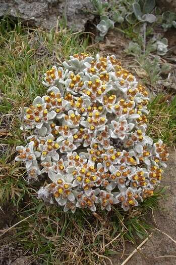 Image of Helichrysum lineatum Bolus