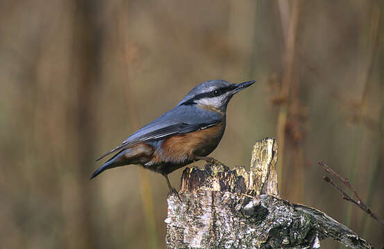 Image of Eurasian Nuthatch