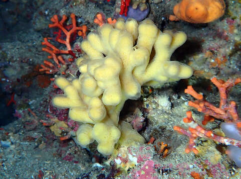 Image of Mediterranean mermaid's glove