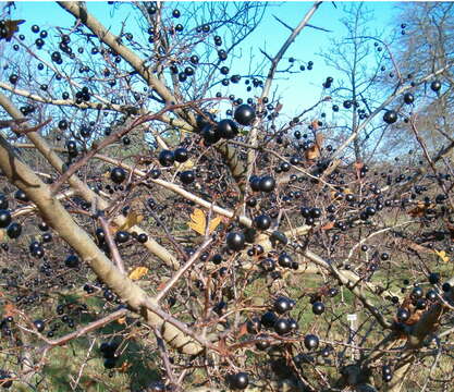 Image of <i>Crataegus pentagyna</i> Waldst. & Kit. ex Willd.