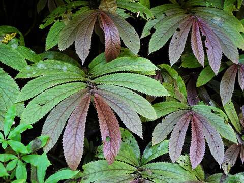 Image of Elatostema rugosum A. Cunn.