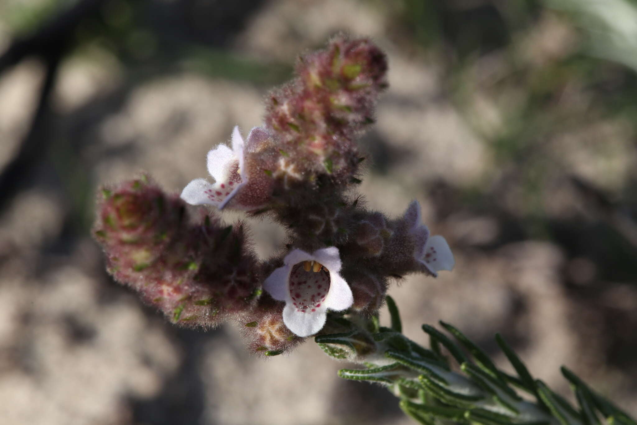 Image of Hemiphora bartlingii (Lehm.) B. J. Conn & Henwood