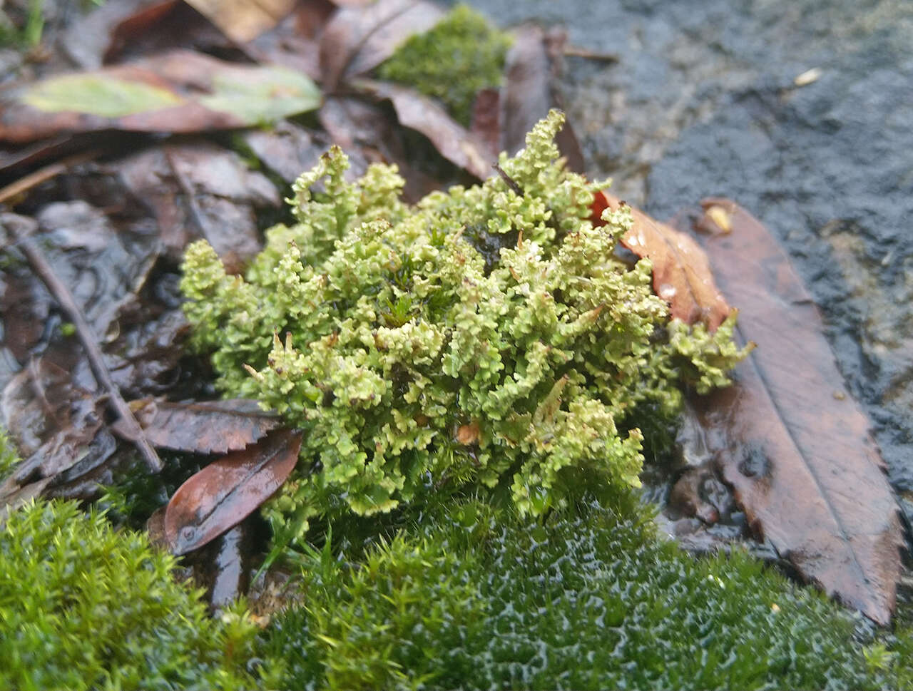 Image of cup lichen