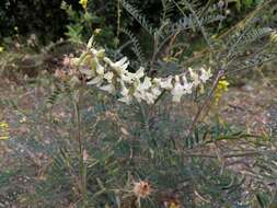 Image of Pomona milkvetch