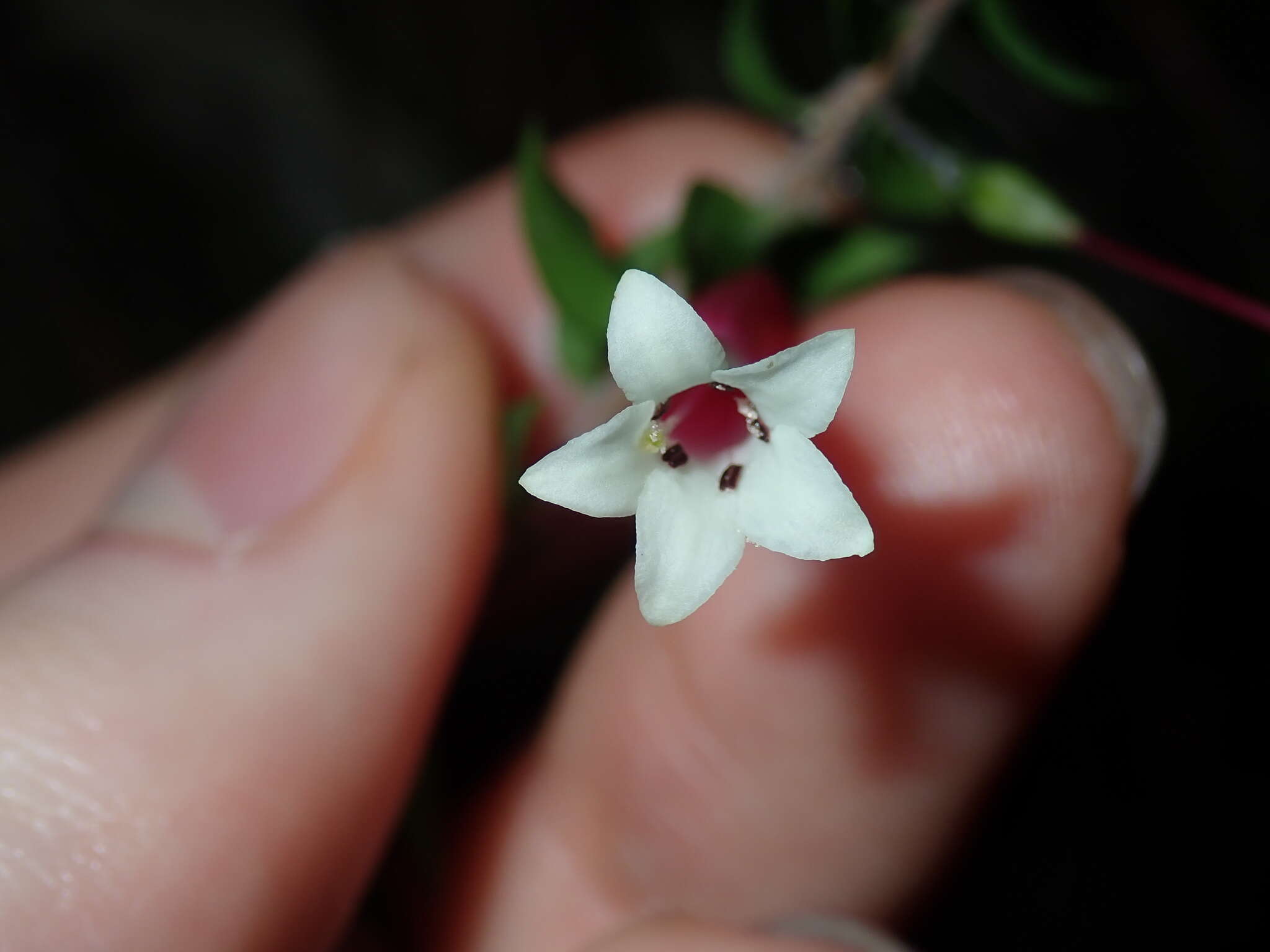 Image of Epacris longiflora Cav.