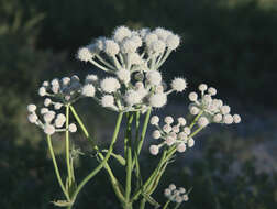 Image of Swamp Whiteheads