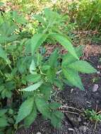 Image of roadside agrimony