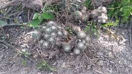 Image of junior Tom Thumb cactus