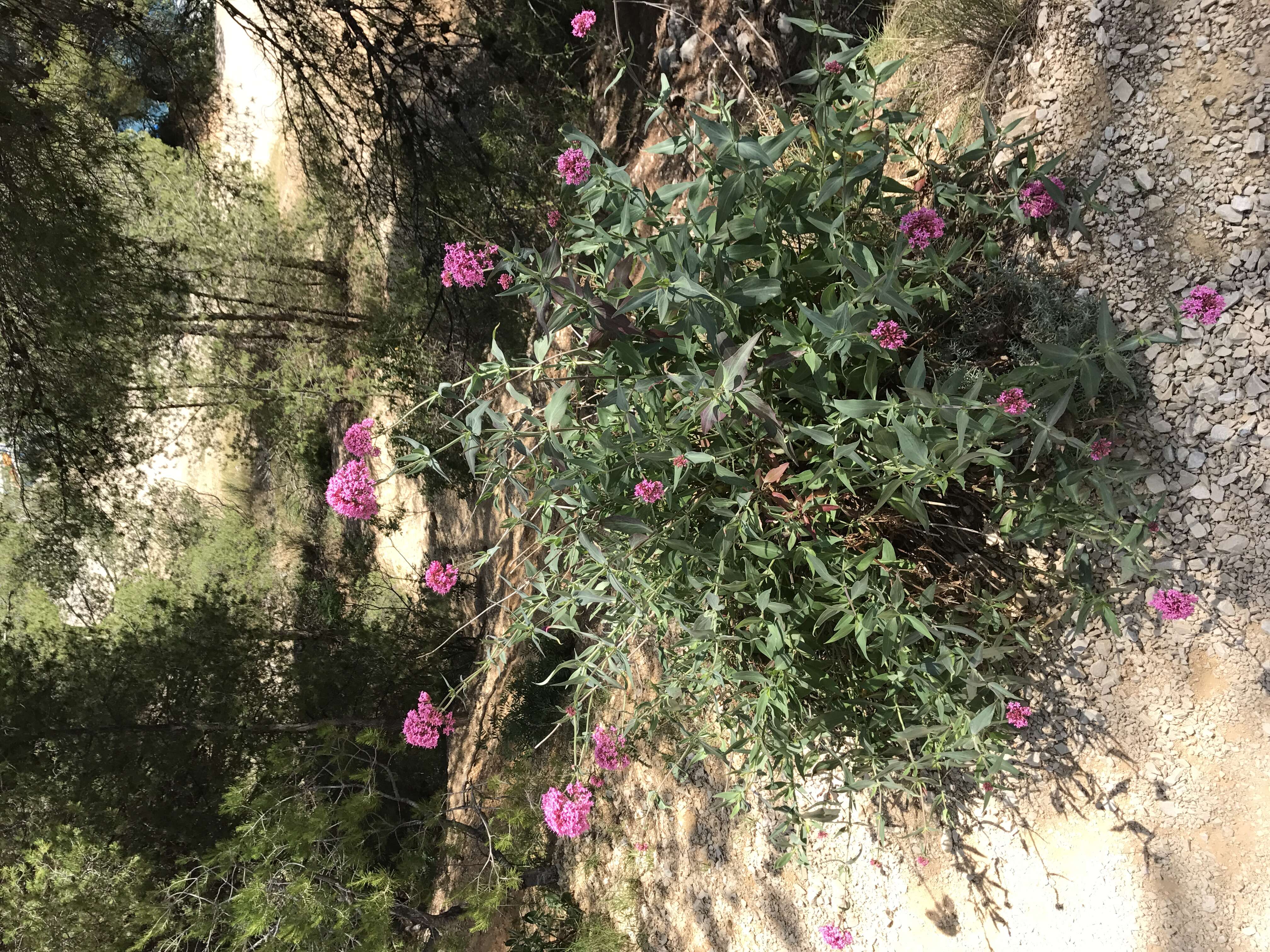 Image of Red Valerian