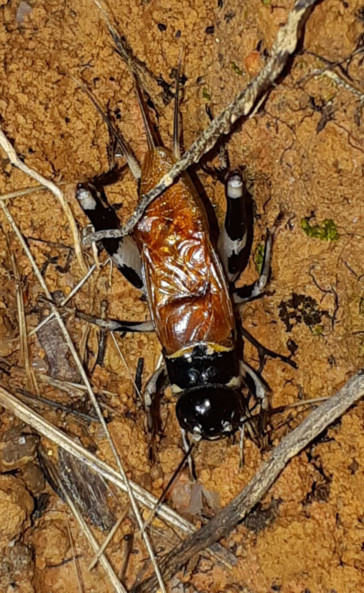 Gymnogryllus leucostictus (Burmeister & H. 1838) resmi